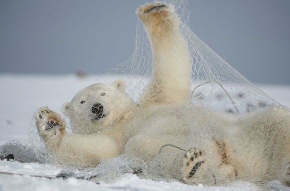 Polar-Bear-in-Fishing-Net-MAIN